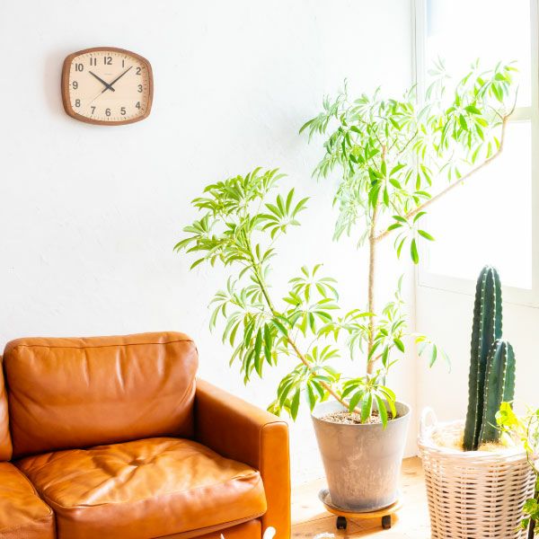 CHAMBRE R-SQUARE CLOCK シャンブル アールスクエアクロック ウォルナット | インテリア雑貨・掛け時計